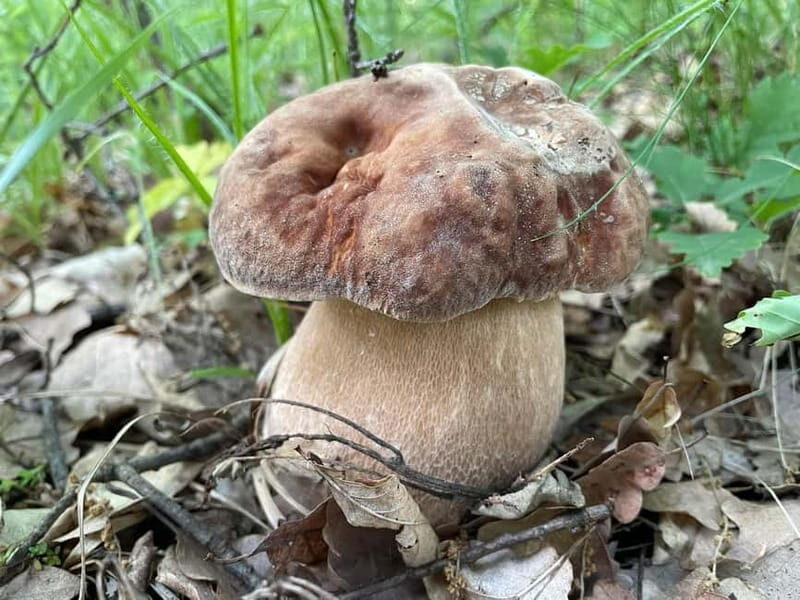 Sofia: Culinary Adventure To The Fungi And Botanical Kingdom - The Sum Up: Who Should Consider This Tour?