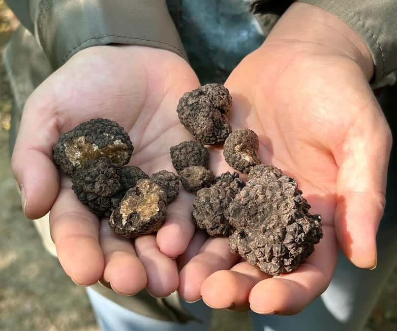 Sofia: Culinary Adventure To The Fungi And Botanical Kingdom - FAQs