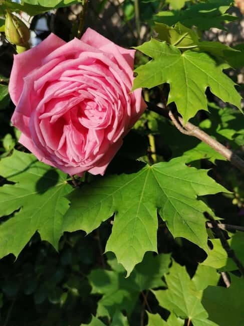 Sofia Kazanluk Rose Valley & Oil Distillery Tour - Key Points