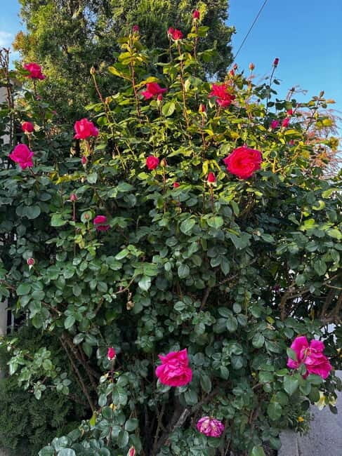 Sofia Kazanluk Rose Valley & Oil Distillery Tour - Authenticity and Unique Insights from Reviews