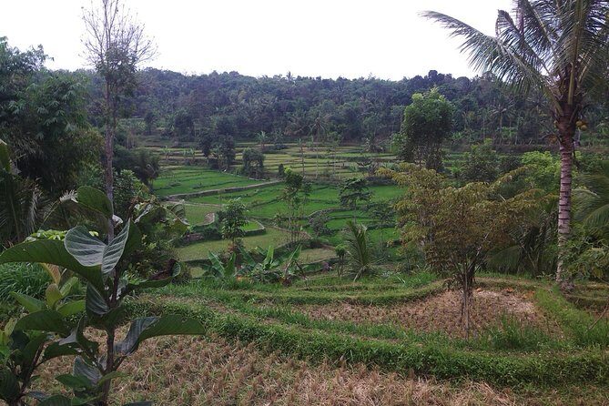 Soft Trekking Tetebatu - A Detailed Look at the Soft Trekking Experience