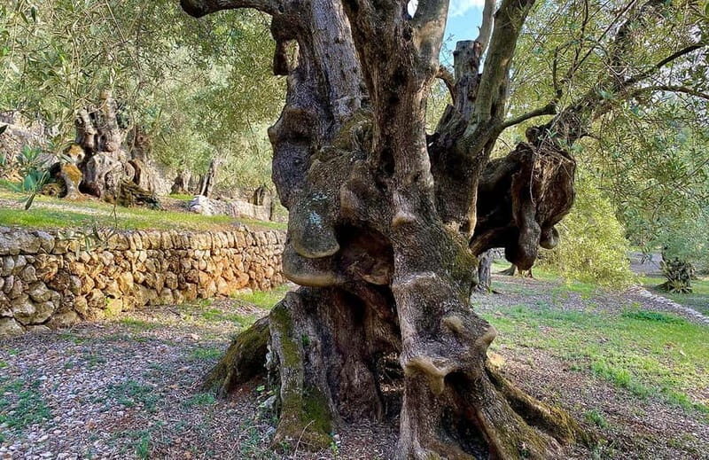 Sóller: Olive Oil Guided Tour and Tasting at Can Det Estate - How This Tour Fits Into Your Mallorca Itinerary