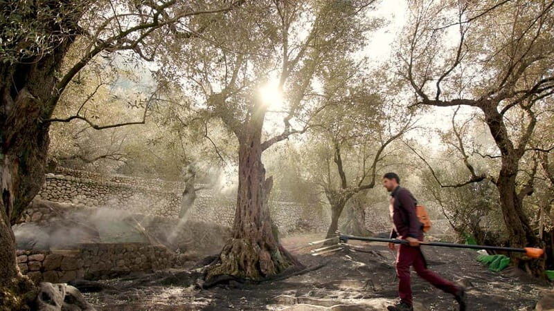 Sóller: Olive Oil Guided Tour and Tasting at Can Det Estate - Final Thoughts: Who Should Consider This Tour?