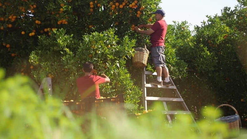 Sóller: Olive Oil Guided Tour and Tasting at Can Det Estate - FAQ