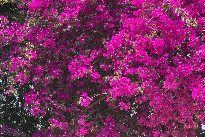 Soller Valley Private Tour and Walking in Orange Paradise - Key Points