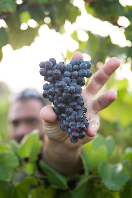 Solvang: Santa Ynez Valley Wine Tours w/ Lunch & Tastings - Practical Tips for Your Tour Experience