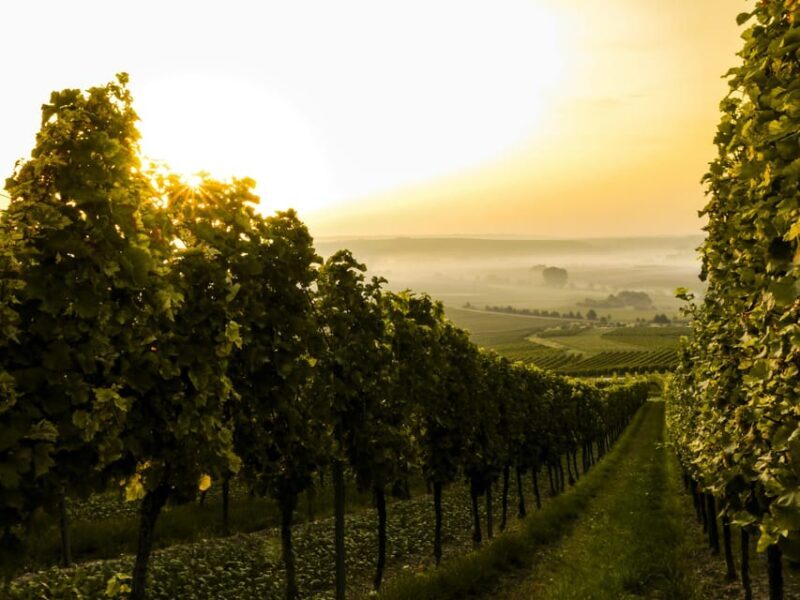 Solvang: Santa Ynez Valley Wine Tours w/ Lunch & Tastings - The Sum Up