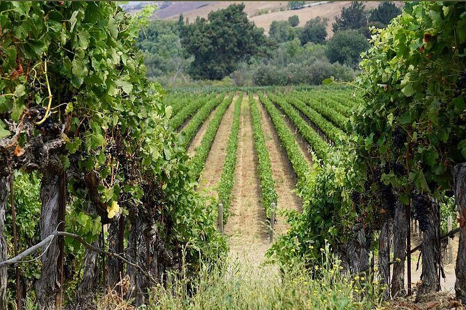 Solvang Ventura Wine Tour by Car - Practical Tips for Travelers