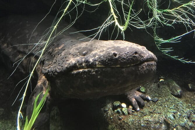 Soni Highlands Eco Adventure and Giant Salamanders From Nagoya - Exploring Nagoya’s Natural Gems: A Detailed Review