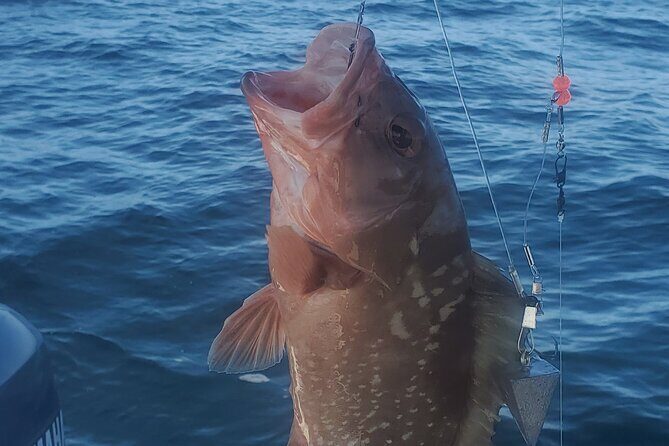 Sonnys Boat Tours Half Day Off Shore Fishing Charter Englewood Fl - Who Should Consider This Tour?