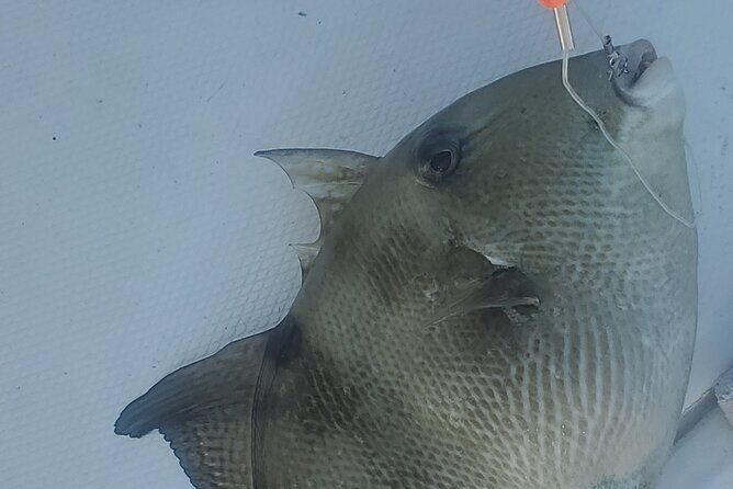 Sonnys Boat Tours Half Day Off Shore Fishing Charter Englewood Fl - FAQ