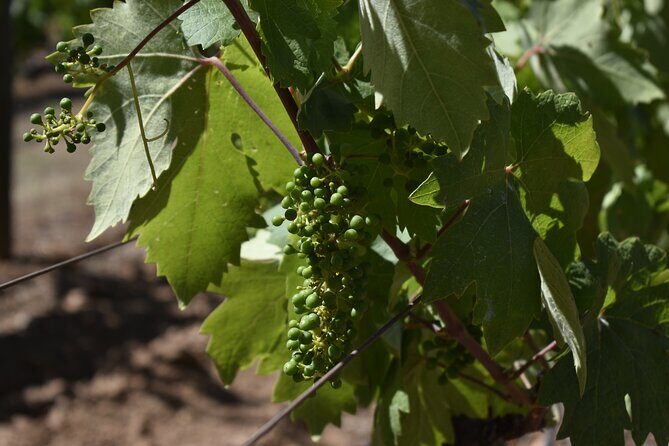 Sonoma And Napa Wine Tour Private Tours 8 to 10 Hours max 14 pax - FAQ