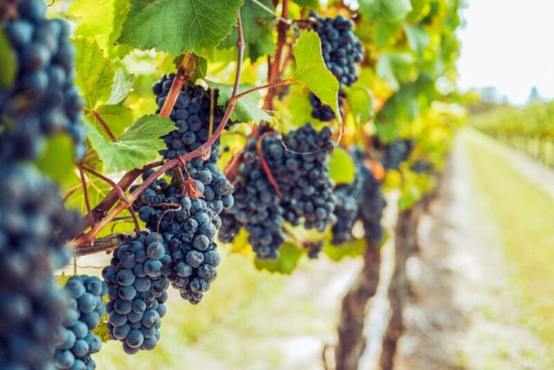 Sonoma County: Tasting Pass (Choose 1, 2, or 90 Days) - Key Points