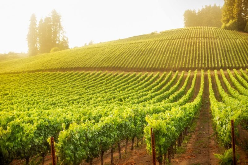 Sonoma County: Tasting Pass (Choose 1, 2, or 90 Days) - The Sum Up