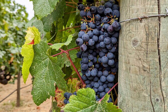 Sonoma Scavenger Hunt Walking Tour & Game - Authenticity and Local Flavor