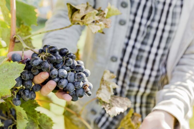 Sonoma Valley: Guided Winery Tour with Picnic Lunch - Exploring the Sonoma Valley Guided Winery Tour