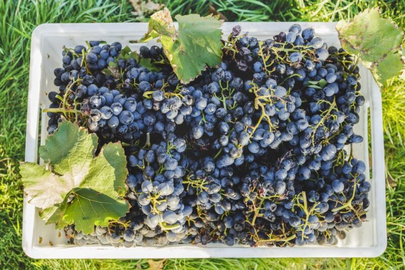 Sonoma Valley: Guided Winery Tour with Picnic Lunch - FAQ