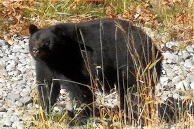 Sooke to Port Renfrew: Wild Pacific Adventure - The Sum Up: Is It Worth It?