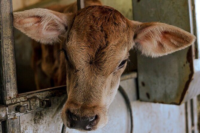 Sorrento Ape Tour, Lemon Garden, Mozzarella Show & Pizza Class - FAQs