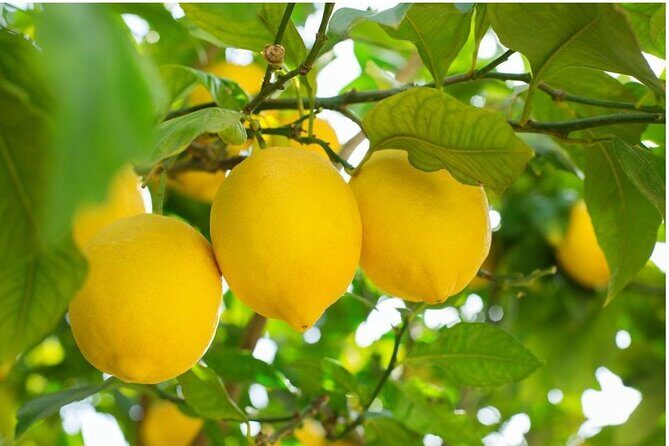 Sorrento: at the Vivaio by E-Bike with Limoncello Tasting - An Introduction to the Sorrento E-Bike Experience