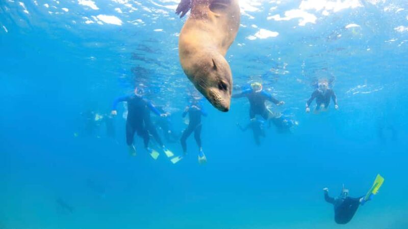 Sorrento: Dolphins & Seals Snorkeling Cruise w/ Lunch - Who Will Appreciate This Tour?