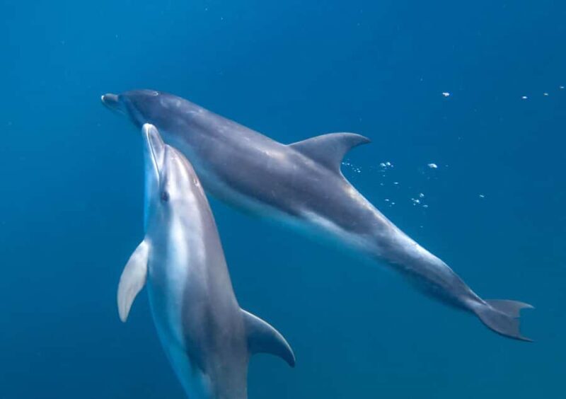 Sorrento: Dolphins & Seals Snorkeling Cruise w/ Lunch - Frequently Asked Questions