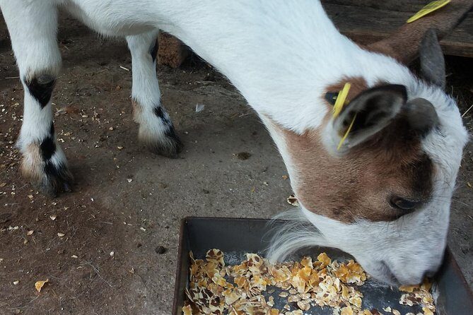 Sorrento Farm and Food Experience including Olive Oil, Limoncello, Wine tasting - Analyzing the Value