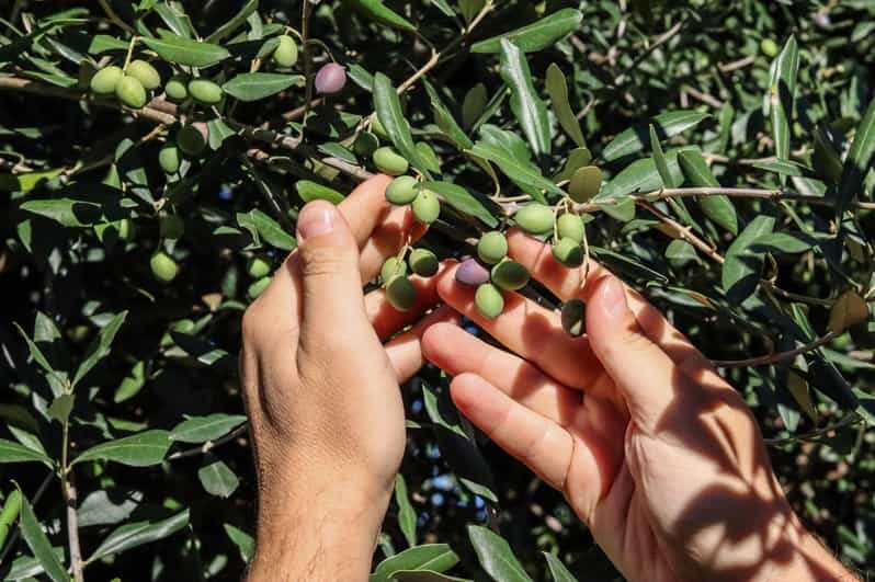 Sorrento: Guided Olive Mill Visit with Tastings - Key Points