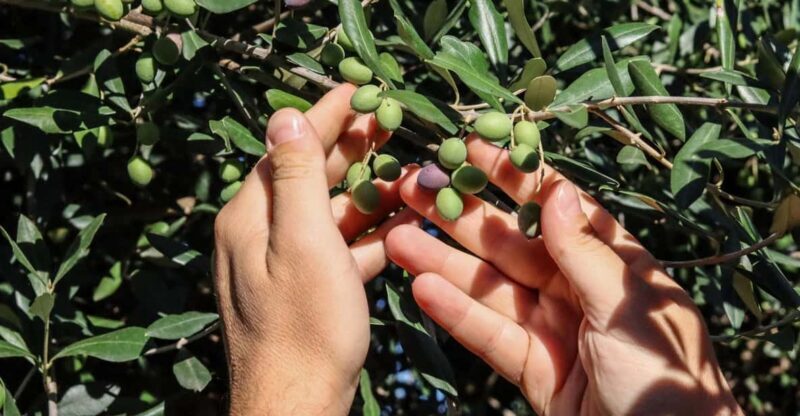 Sorrento: Guided Olive Mill Visit with Tastings - FAQs