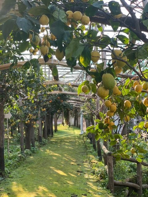 Sorrento: Lemon Garden Tour with Marmalade Tasting - Meeting and Starting Point