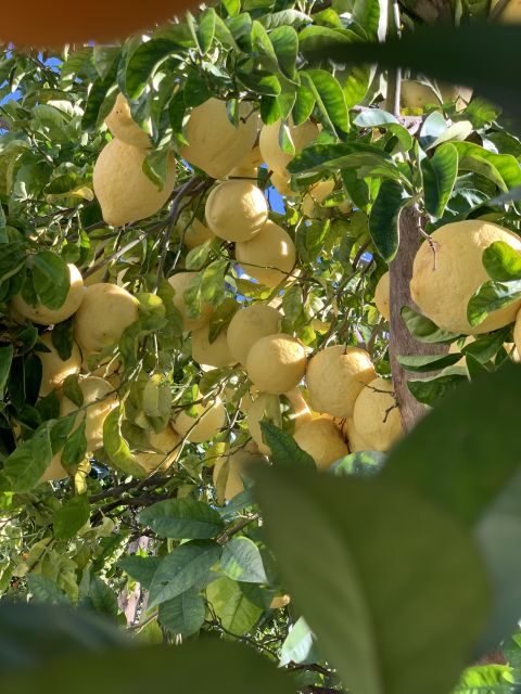 Sorrento: Lemon Garden Tour with Marmalade Tasting - Tasting and Sampling