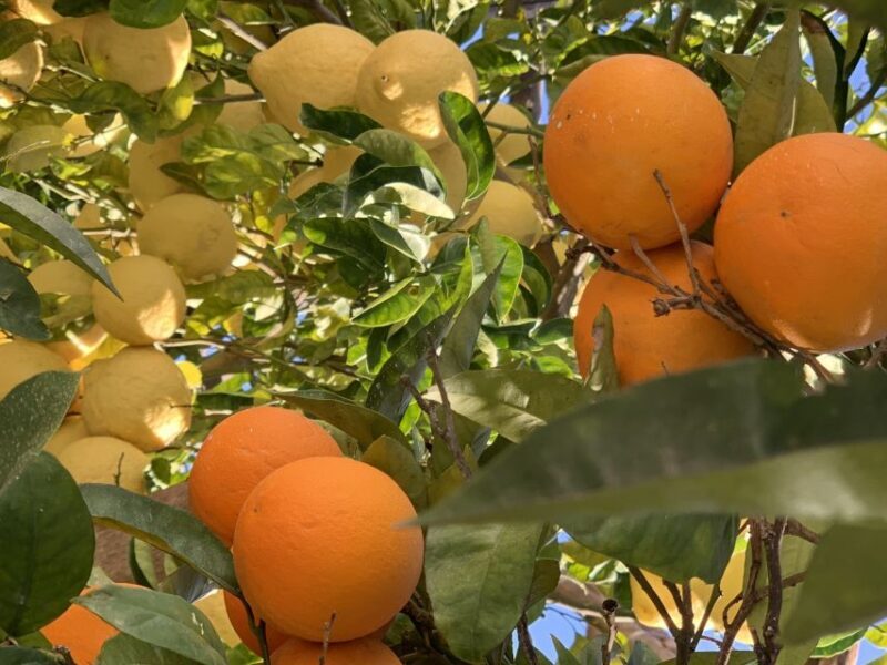 Sorrento: Lemon Garden Tour with Marmalade Tasting - Additional Delights and Insights