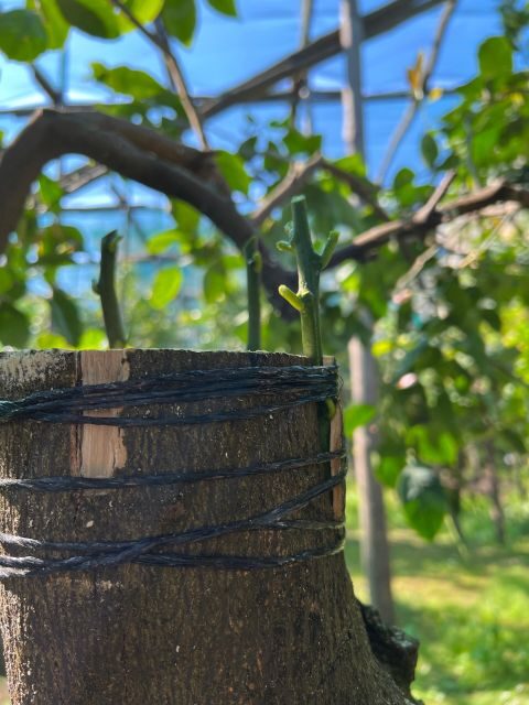 Sorrento: Lemon Garden Tour with Marmalade Tasting - What’s Not Included