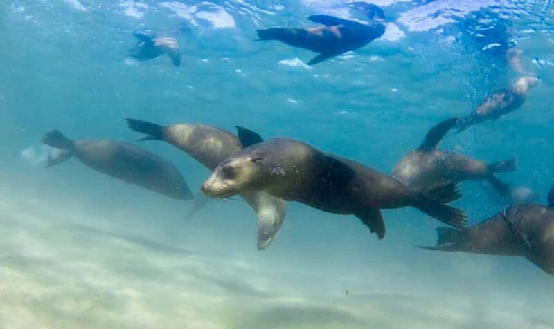 Sorrento: Seal and Sea Dragons 2-Hour Snorkel Experience - An In-Depth Look at the Snorkel Tour