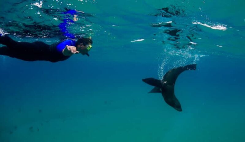 Sorrento: Seal and Sea Dragons 2-Hour Snorkel Experience - Who Is This Tour Best For?
