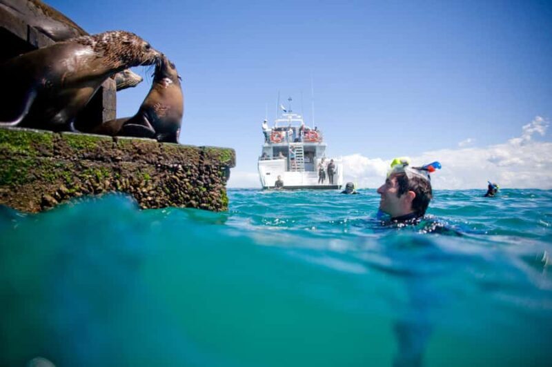 Sorrento: Seal and Sea Dragons 2-Hour Snorkel Experience - FAQs