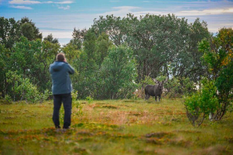 Sortland: Guided Arctic Moose Safari by Car - A Close-Up Look at the Arctic Moose Safari in Sortland, Norway