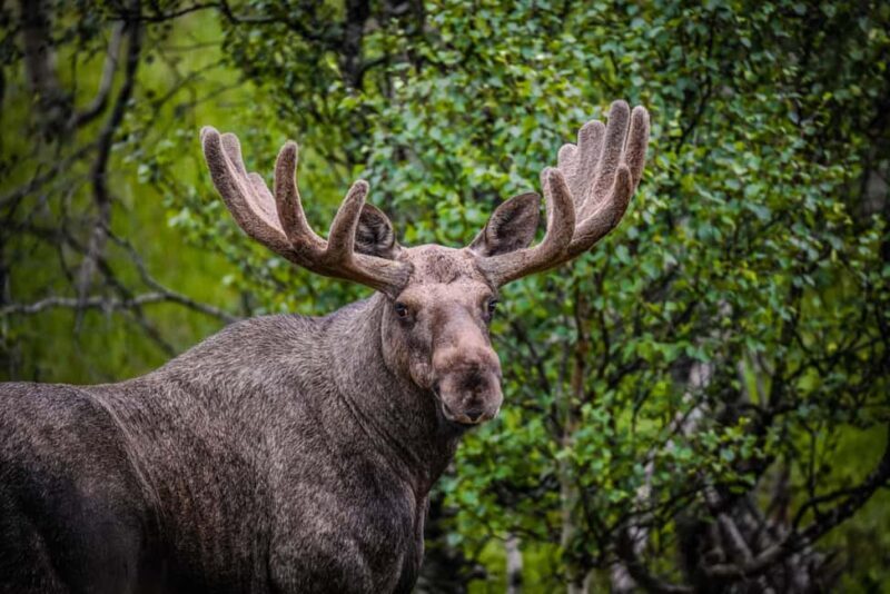 Sortland: Guided Arctic Moose Safari by Car - Key Points