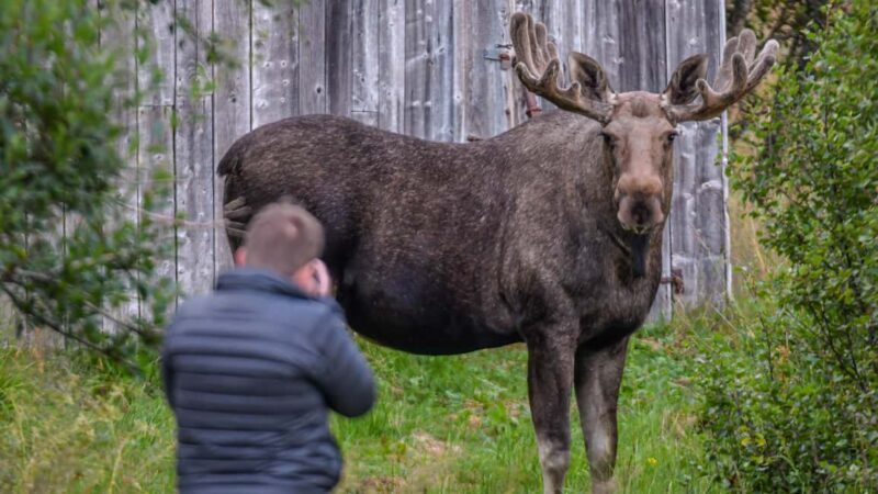 Sortland: Guided Arctic Moose Safari by Car - The True Value of the Arctic Moose Safari