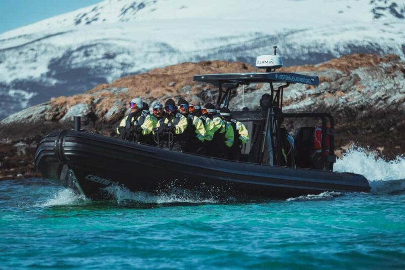 Sortland: Trollfjord RIB Boat Tour - Wildlife Spotting and Scenic Stops
