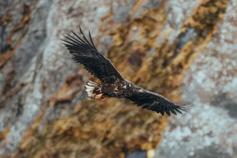 Sortland: Trollfjord RIB Boat Tour - Final Thoughts: Who Will Love This Tour?