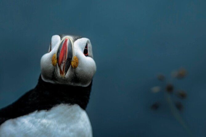South Coast Sagas: Small Group Tour from Reykjavik - Who Is This Tour Best For?