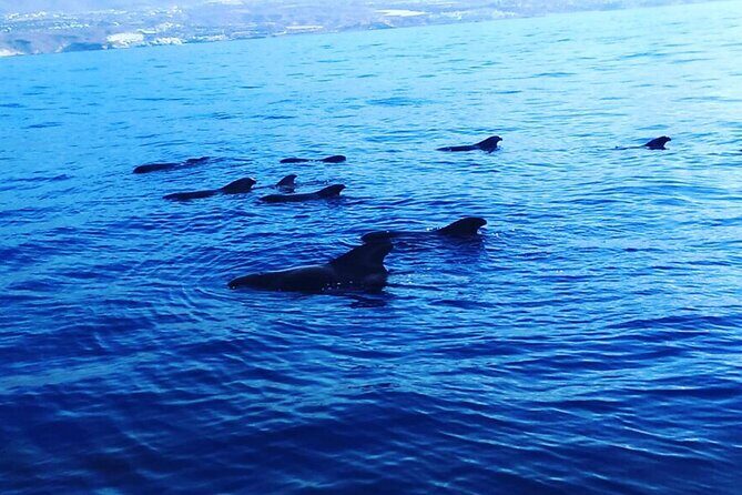 South Coast Tenerife Cruise - FAQ