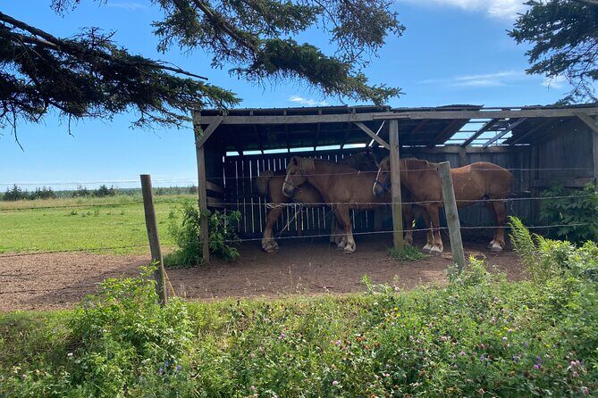 South Eastern PEI and Lighthouses Private Tour - What’s Included and What’s Not