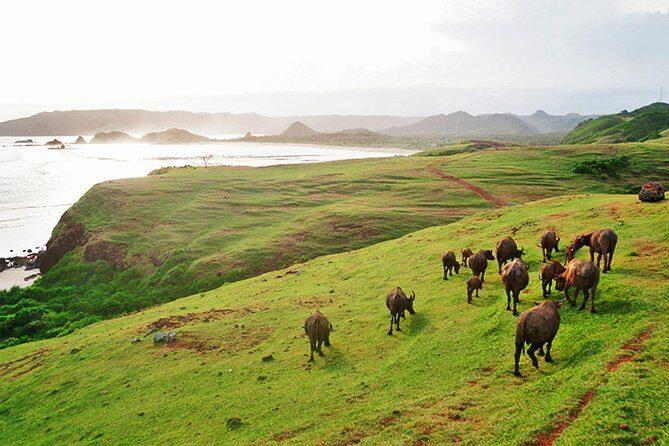 South Lombok Beaches Tour with Japanese-Speaking Guide - The Sum Up