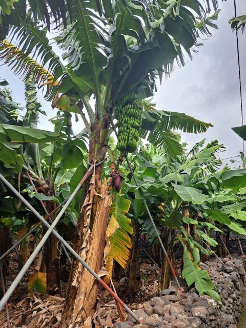 South Madeira:, day tour, breathtaking mountain+coastal trip - Final Thoughts