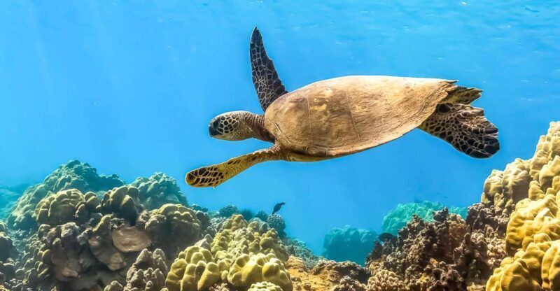 South Maui: Eco Friendly Molokini and Turtle Town Tour - Why Choose This Tour?