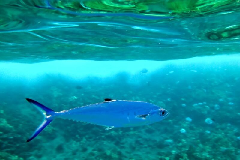 South Maui: Eco Friendly Molokini and Turtle Town Tour - Final Thoughts