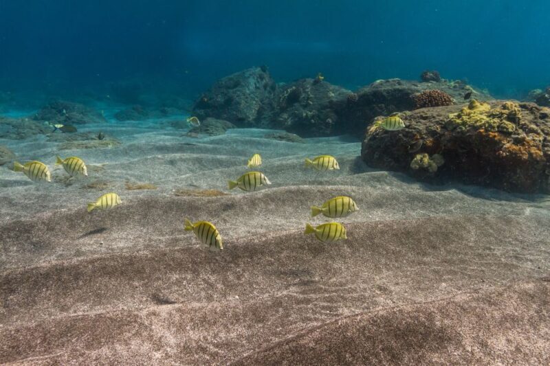 South Maui: Lanai Snorkel & Dolphin Watch from Maalaea - Starting Point & Transportation