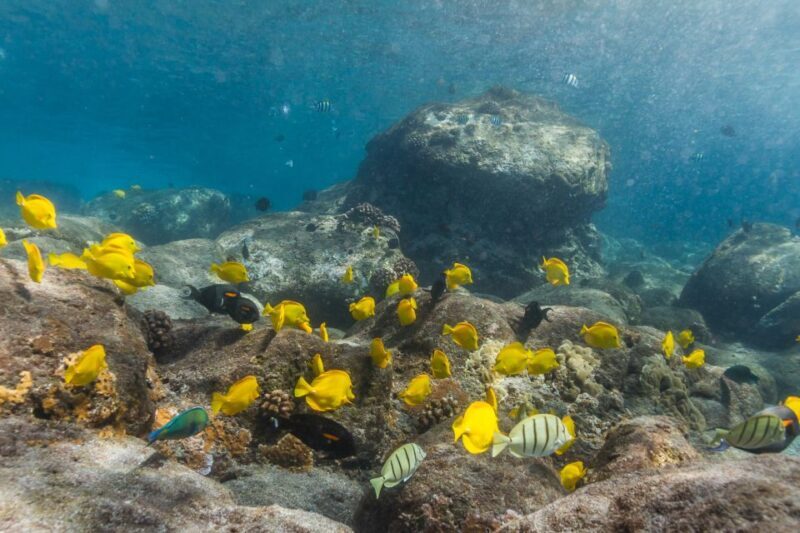 South Maui: Lanai Snorkel & Dolphin Watch from Maalaea - Snorkeling at Lanai